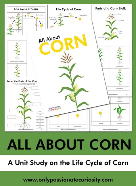 All About Corn--Life Cycle Unit Study. This fun, activity-packed printable pack includes 16 pages to dive deeper into the life cycle of corn. It includes full-color graphics, labeling worksheets, Montessori three-part cards, and a nature journal with cover/lined pages. Life Cycle Of A Corn Plant, Cow Life Cycle Worksheet, Corn Unit Study, Corn Life Cycle, Corn Preschool, Ffa Classroom, Apple Tree Life Cycle, Dinosaur Unit Study, Ag Classroom