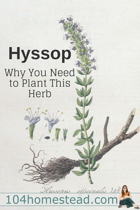 Hyssop: Why You Need to Make Some Space for This Herb Hyssopus Officinalis, Pictures Of Plants, Medicinal Herbs Garden, Types Of Herbs, Vertical Herb Garden, Herbal Apothecary, Healing Plants, Herbal Healing, Herbs For Health