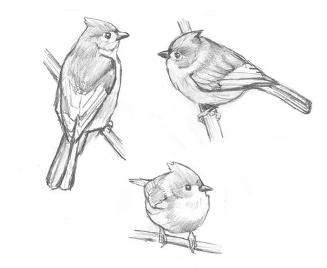 Tufted Titmouse studies Titmouse Drawing, Tufted Titmouse Drawing, Tufted Titmouse Bird, Tufted Titmouse Tattoo, Titmouse Tattoo, Tufted Titmouse, Honeyguide Bird, Nuthatch Bird, Titmouse Bird