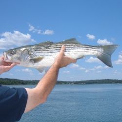 Striper Fishing, Striped Bass Fishing, Fishing 101, Bass Fishing Tips, Smallmouth Bass, Striped Bass, Pike Fishing, Bait And Tackle, Surf Fishing