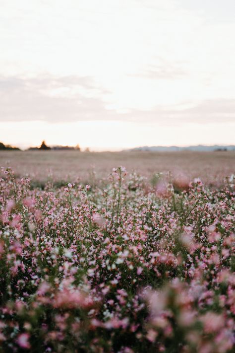 March Aesthetic Wallpaper, Radish Flowers, Cute Backgrounds For Phones, Instagram Inspiration Posts, Spring Aesthetic, Nature Girl, Background Pictures, Landscape Wallpaper, Nature Pictures