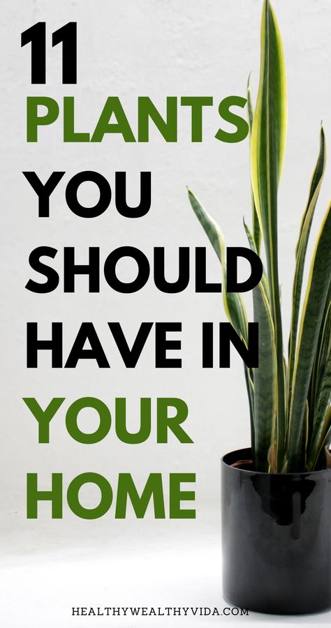 Best Plants For House, Healthy Indoor Plants, Top House Plants, Great House Plants, Plants At Home Decor, Best Indoor House Plants, Home Plants Indoor Decor Living Rooms, Best Plant For Living Room, Best Inside Plants