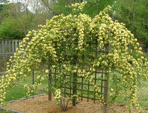 Lady Banks Rose Lady Banks Rose Trellis, Climbing Roses Trellis, Lady Banks Rose, Rose Garden Landscape, Rose Fertilizer, Small Yellow Flowers, Plant Wishlist, Gardening Projects, Southern Garden