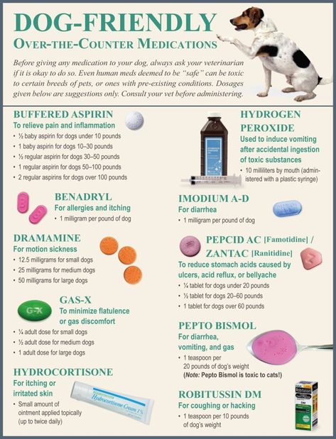 Dog Meds, Pet Medicine, Danny Dog, Meds For Dogs, Dog Medicine, Dog Remedies, Dog Health Tips, Feeling Well, Dog Information