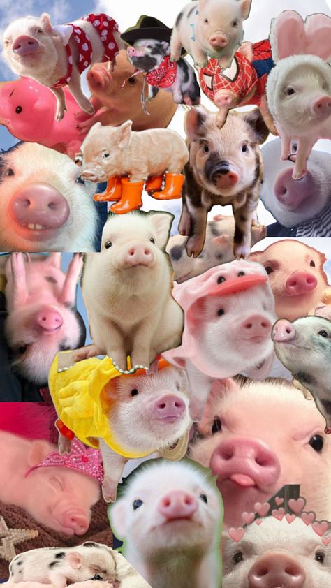 Micro Pigs, Pig Wallpaper, Cute Piglets, Funny Pigs, Pig Art, Girl Background, Cute Piggies, Baby Pigs, Pigs