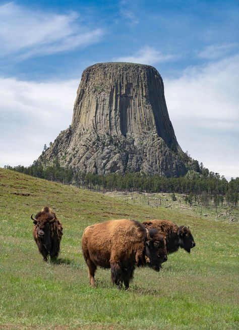 Devils Mountain, Buffalo Wyoming, Devils Tower Wyoming, Creepy Old Photos, Devils Tower National Monument, Wild Animals Photos, Devils Tower, Giant Tree, Fantasy Places