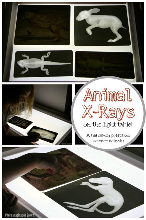 Animal Care Activities, Preschool Animal Science, Small Animal Management Activities, Free Printable Animal Xrays, Pets Science Preschool Activities, Pet Science Preschool, Mammals Preschool Activities, Vet Preschool Activities, Vet Activities For Preschool