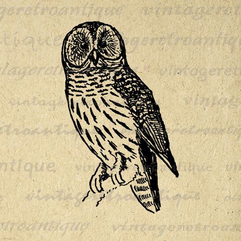 Digital Owl Graphic Image Antique by VintageRetroAntique on Etsy Owl Graphic, Image Graphic, Throw Pillow Fabric, Owl Images, Owl Illustration, Antique Illustration, Bird Artwork, Owl Tattoo, Clip Art Vintage