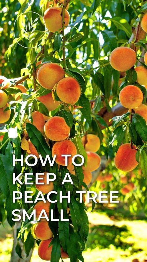 Elberta Peach Tree, Peach Tree Pruning, Red Haven Peach Tree, Peach Tree Companion Plants, How To Prune A Peach Tree, Small Fruit Tree Garden, Espalier Peach Trees, Contender Peach Tree, How To Grow A Peach Tree From A Pit