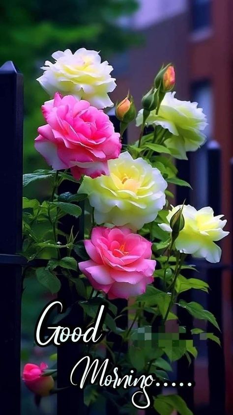 Wallpaper Good Morning, Good Morning Posters, Good Morning Flowers Rose, Good Morning Beautiful Gif, Good Morning Flowers Quotes, Good Night Flowers, Good Morning Nature, Good Morning Roses, Good Morning Beautiful Flowers