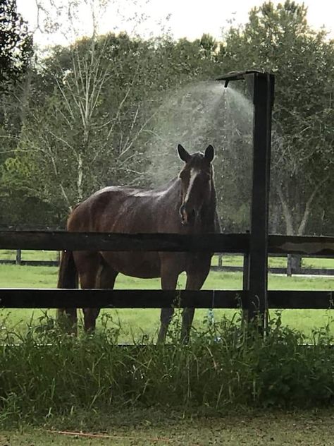 Equine misting system Paddocks For Horses, Horse Rescue Facility, Small Horse Pasture, Equine Stables, Dream Barn Stables, Equestrian Property, Horse Paddock, Horse Farm Ideas, Horse Hay