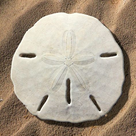 Sand Dollar, White Sand, Photography Tips, Starfish, Photography, White, Art