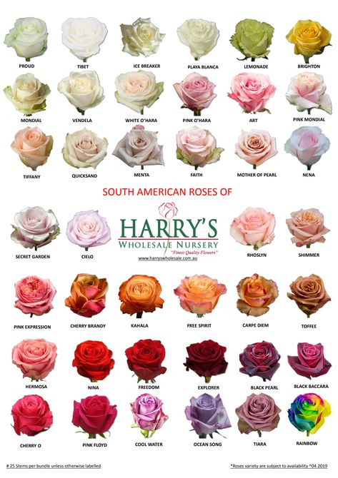 Different Roses Colors, Roses Types Different, Types Of Flower Bouquets, Types Of Roses For Bouquets, Different Kinds Of Roses, Types Of Roses Chart, Different Roses Types, Flower Bouquet Color Palette, Types Of Flowers For Bouquet