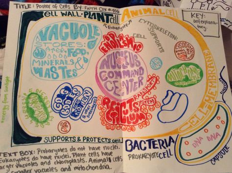 Biology Cell project; eukaryotic and prokaryotic cell poster More Cell Theory Poster, Cell Poster, Biology Corner, Cell City, School Tricks, Bio Project, Biology Project, Biology Cell, Biology Ideas