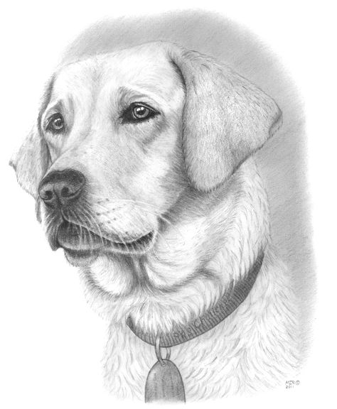 Pretty dog drawing Dog Face Drawing, Dog Pencil Drawing, Simple Face Drawing, Dog Drawing Tutorial, Dog Drawing Simple, Easy Pencil Drawings, Portrait Au Crayon, Dog Sketch, 강아지 그림