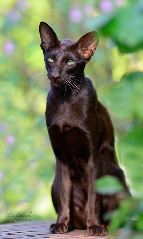 All black Oriental Shorthair... Majestic Black Cat, Black Cat Reference Photo, Cat Posing, Black Cat Familiar, Black Cat Hissing, Mostly Black Tortoiseshell Cat, Cat Run, Shorthair Cat, Kitten Rescue