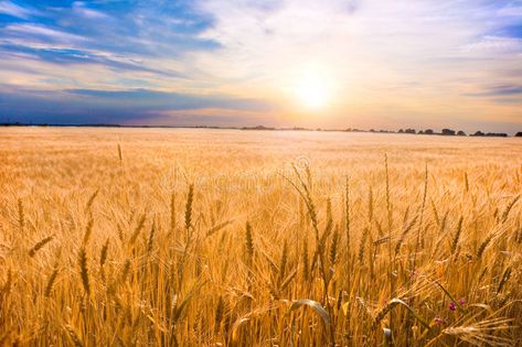 Wheat Farm, Farm Field, Golden Wheat, Wheat Fields, Spiritual Protection, Nature Center, Woodland Creatures, Photography Pictures, Photo Studio