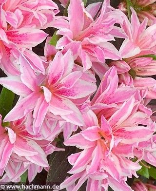 Azalea japonica 'PINK SPIDER' - Havlis.cz Azalea Japonica, Cypress Plant, Pink Spider, Diy Garden Fountains, Garden Inspo, Small Shrubs, Garden Fountains, Small Trees, How To Level Ground