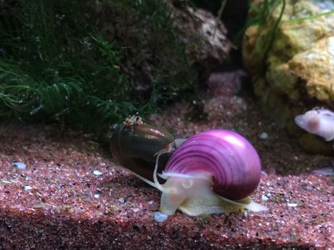 Mystery Snail more awesome color. Snail Fish Tank, Mystery Snail Tank, Cool Pictures Of Animals, Aquatic Snails, Freshwater Snails, Mystery Snails, Aquarium Snails, Snail Tank, Apple Snail