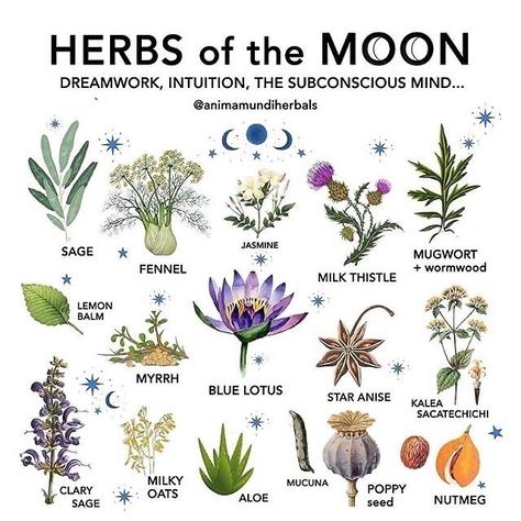 Moon Herb Correspondences 🌷🌿 [via Pintrest] [@animamundiherbals] Magickal Herbs, Witch Herbs, Magia Das Ervas, Cottage Witch, Green Witchcraft, Witch Garden, Magic Herbs, Wiccan Witch, Magical Herbs