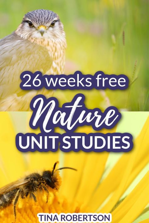 26 free nature unit studies for multiple ages. Easy nature unit studies as a way to make science come alive. Nature unit studies not only revive burn out in students, but they’re cost effective and memorable. CLICK HERE to grab 26 free homeschool nature unit studies for multiple ages that can easily be used for a year as free curriculum! Free Science Unit Studies, 2nd Grade Nature Activities, Preschool Science Curriculum, September Unit Studies, Flower Unit Study, First Grade Unit Studies, Unit Studies Homeschool Elementary, Bats Unit Study, Homeschool Goals