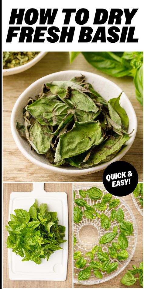 Here's how to dry basil the easy way to help prevent waste and preserve your harvest to use throughout the whole year. When To Harvest Basil, Basil Gift Ideas, Basil Rice Recipe, Chicken Basil Recipes, Dry Basil, Basil Fried Rice, Harvesting Basil, Tomato Basil Chicken, Thai Basil Chicken