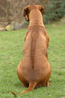 Day 4 - Rhodesian Ridgeback. AKA African lion hunter. Rhodesian Ridgeback Dog, Mastiff Mix, Pancho Villa, Happy Elephant, Lion Dog, Awesome Animals, Rear End, Kinds Of Dogs, Bull Mastiff