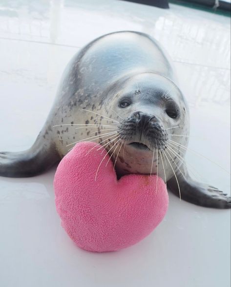 Seal Videos, Funny Seals, Holding Heart, Cute Seals, Heart Plush, Baby Seal, Manatees, A Seal, Silly Animals