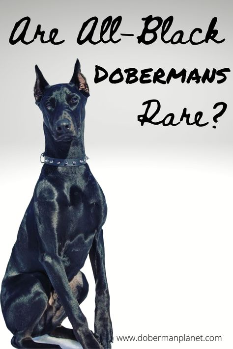 Visit dobermanplanet.com to see how rare all-black Dobermans really are! #dobermanplanet #blackdoberman #allblackdoberman #dobermanpinscher #doberman aesthetic All Black Doberman Pinscher, All Black Doberman, Blue Doberman Puppy, Doberman Puppy Black, Doberman Black, Doberman Aesthetic, Doberman Pinscher Blue, Blue Doberman, European Doberman