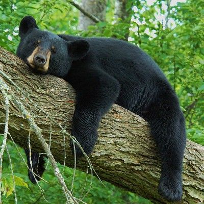 BEAR Black Bear Photos, Florida Black Bear, Black Bear Photography, Black Bear Aesthetic, Black Bear Pictures, Black Bear Drawing, Funny Bear Pictures, Pictures Of Bears, Silly Bears