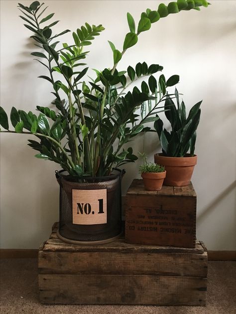 Repurposed rustic crates as unique houseplant display stands. Crates For Plant Stands, Rustic Indoor Plant Stand, Cabin Plants Decor, Vintage Plant Decor, Repurposed Decorating Ideas, Houseplant Display Ideas, Houseplant Stand, Unique Plant Stands Indoor, Unique Plant Stands