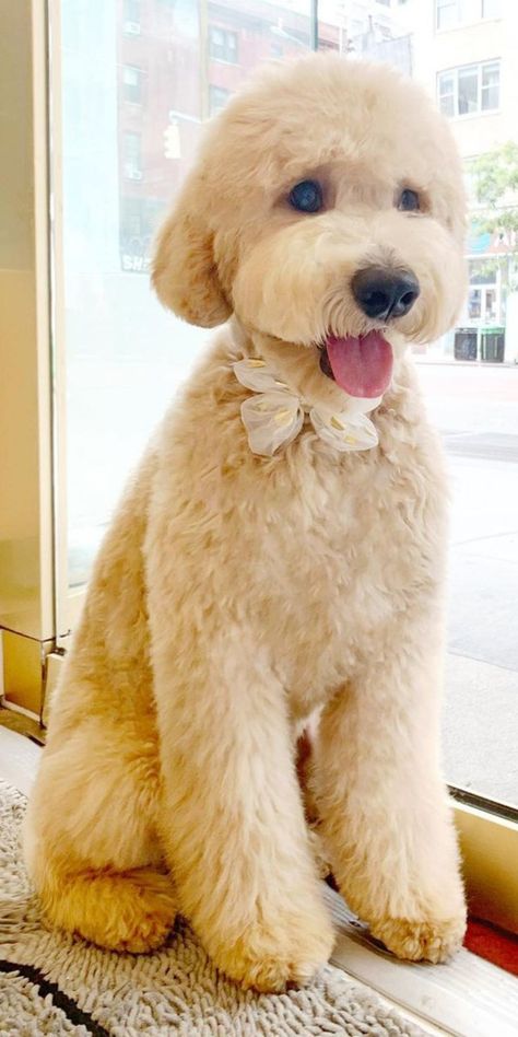 Doodle Grooming Styles, Goldendoodle Grooming Styles, Sheepadoodle Grooming, Doodle Haircuts, Teddy Bear Goldendoodle, Labradoodle Grooming, Goldendoodle Haircuts, Goldendoodle Grooming, Dog Grooming Styles