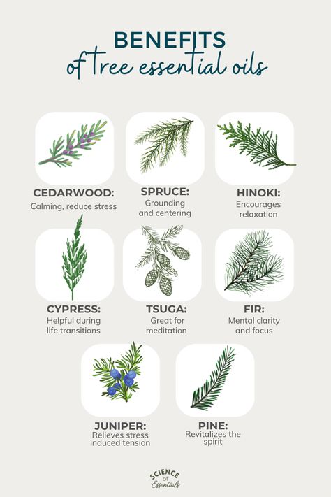 Cedarwood Essential Oil Uses, Spruce Essential Oil, Cypress Pine, Cypress Oil, Cypress Essential Oil, Pine Essential Oil, Diy Essential Oil Recipes, Doterra Essential Oils Recipes, Essential Oils Herbs