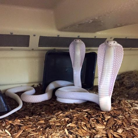 White Snakes, Rare Albino Animals, Snake Photos, Pretty Snakes, Albino Animals, Cute Snake, Cute Reptiles, Pet Snake, Beautiful Snakes