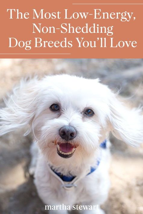 Non Shedding Dog Breeds, Low Energy Dogs, Low Shedding Dogs, Best Small Dog Breeds, Non Shedding Dogs, Best Small Dogs, Hypoallergenic Dog Breed, Helpful Things, Terrier Breeds