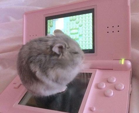 Hamster Aesthetic, Playing Video Games, Buzzfeed, We Heart It, Video Games, Pink, Video Game