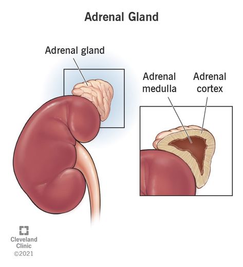 Adrenal Gland: What It Is, Function, Symptoms & Disorders Adrenal Gland Hormones, Multiple Endocrine Neoplasia, Adrenal Medulla, Congenital Adrenal Hyperplasia, Abdominal Aorta, Adrenal Gland, Adrenal Cortex, Blood Pressure Symptoms, Adrenal Glands