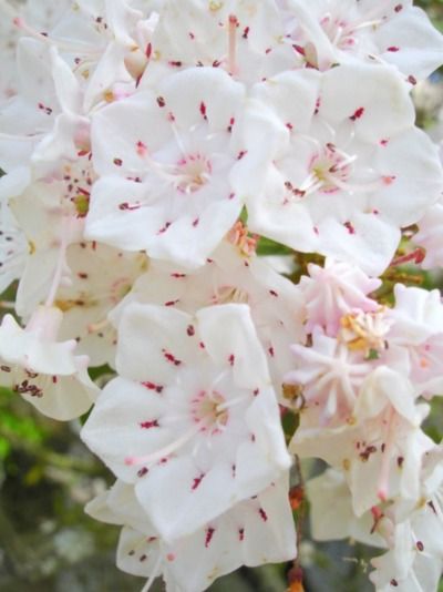 mountain laurel. We had this when I was growing up. I'd love to find a spot for some here. Mountain Laurel, Unusual Flowers, Unique Flowers, Ranunculus, Exotic Flowers, Flower Beauty, Beautiful Blooms, Dream Garden, Ikebana