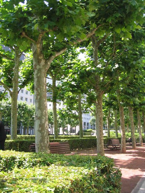 Platanus x acerifolia : La Défense : Paris King Size Bed Plans, Around Tree Bench, London Plane Tree, London Plane, Plane Tree, Tree Bench, Privacy Trees, Flowering Cherry Tree, Tree Plan