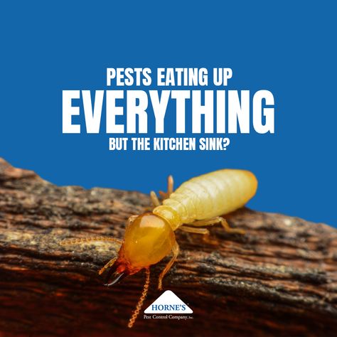 Termite Control, Life Cycle, Sports Design, Life Cycles, Pest Control, Media Design, Social Media Design, Design Inspo, Social Media