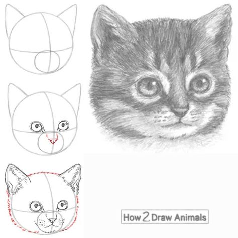 Kitten head drawing in graphite pencil Kitten Drawing Tutorial, Cats How To Draw, Cat Sketch Step By Step, Kitten Art Drawings, How To Draw A Realistic Cat, How To Draw Kittens, Cat Drawing Tutorial Step By Step, How To Draw A Animal, How To Draw A Kitten