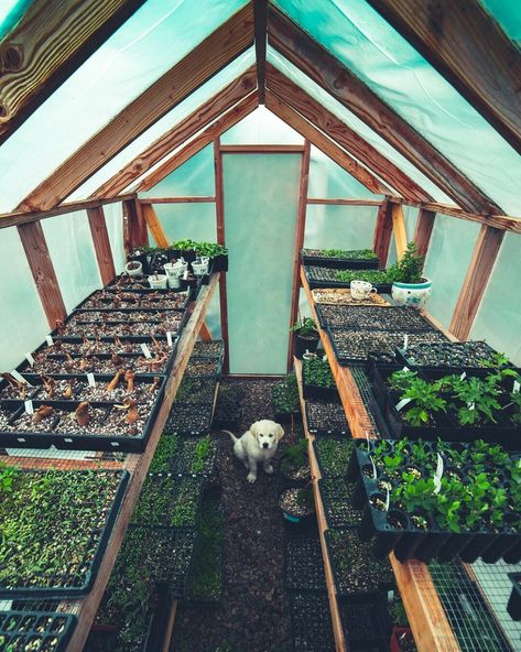 Flower Farming, Cut Flower Farm, Starting Seeds, Future Farms, Flower Farmer, Cut Flower Garden, Garden Greenhouse, Green House, Garden Cottage