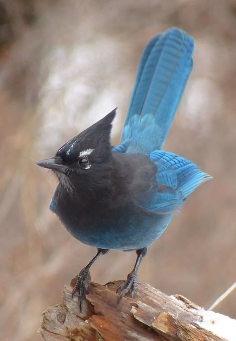 Bird Sitting, Kinds Of Birds, All Birds, Backyard Birds, Bird Pictures, Exotic Birds, Pretty Birds, Bird Photo, Colorful Birds