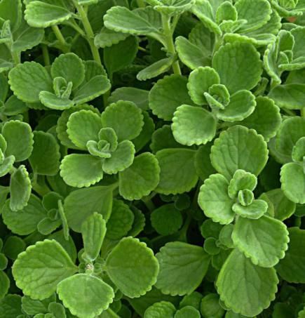 Growing tips for thyme! Lime Plant, Oregano Plant, Fresh Herb Recipes, Cooking With Fresh Herbs, Easy Herbs To Grow, Growing Mint, Grow Herbs, Types Of Herbs, Midwest Living