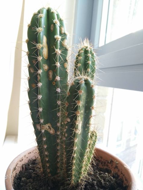 What are these brown spots on my cactus? - Gardening & Landscaping Stack Exchange Cactus Garden Landscaping, Scale Insects, Gardening Landscaping, Small Cactus, White Patches, Plant Health, Cactus Y Suculentas, Cactus Garden, Brown Spots