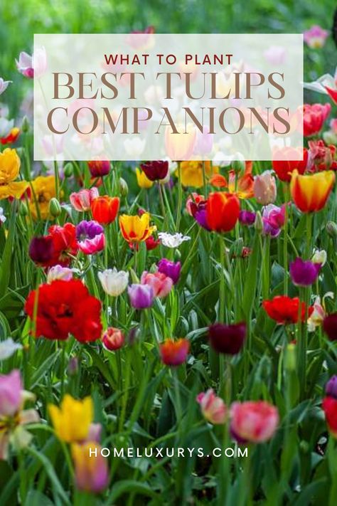 "What to plant with tulips bulbs in Garden in Summer: Combining Tulips with Annuals and Perennials Here are the best companion plants to consider, from daffodils to alliums Tulips Companion Plants, Spring Bulb Combinations, Tulip Pots Planters, Tulips In Garden Bed, Tulip Flower Bed Front Yards, What To Plant With Tulips Front Yards, Tulip And Daffodil Garden Layout, Planting Tulips And Daffodils Together, Planting Tulips In Spring