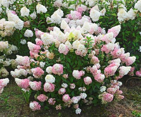 Strawberry Sundae Hydrangea, Hydrangeas Garden, Pruning Shrubs, Hydrangea Landscaping, Hydrangea Varieties, Strawberry Sundae, Dark Purple Flowers, Panicle Hydrangea, Plant Breeding