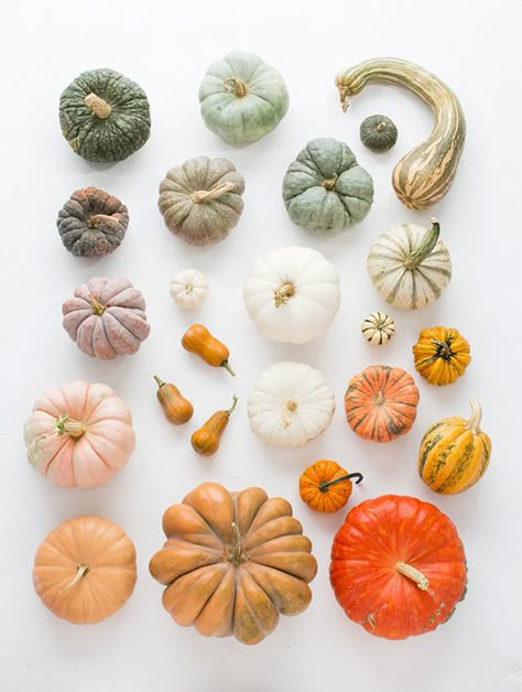 Types Of Pumpkins, Pumpkin Varieties, Pumpkins And Gourds, Fall Photography, Fall Favorites, White Box, Fall Fun, Autumn Inspiration, Fall Thanksgiving