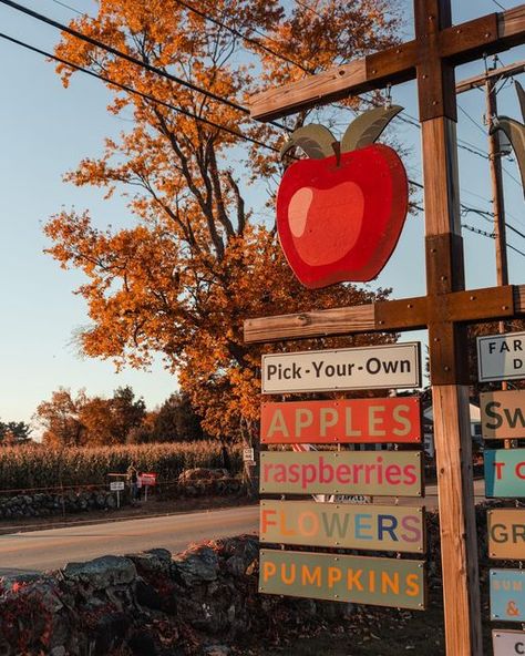 Bright Fall Aesthetic, Apple Picking Aesthetic Fall, Fall Things To Do, Fall Pinterest Board, Apple Picking Aesthetic, Cute Fall Aesthetic, Fall Apple Picking, Apple Picking Fall, Tis Autumn