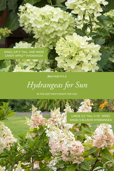 Hardy Hydrangea Shrubs, Landscaping Ideas For Front Of House Full Sun, Cone Hydrangea Bush, Cone Shaped Hydrangea, Hydrangea For Full Sun, Hydrangeas For Full Sun, Limelite Hydrangea Landscape, Large Hydrangea Bush, Full Sun Bushes Shrubs